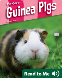 Pet Care: Guinea Pigs