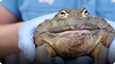 Why African Bullfrogs, a.k.a. Pixie Frogs, Make Great Dads