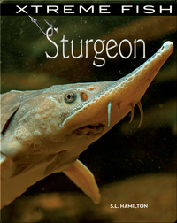 Xtreme Fish: Sturgeon