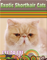 Eye To Eye With Cats: Exotic Shorthair Cats