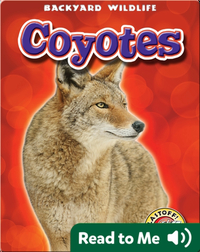 Coyotes: Backyard Wildlife