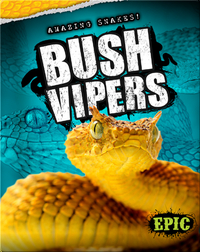 Amazing Snakes! Bush Vipers