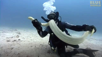 Diver Catches Venomous Sea Snake!