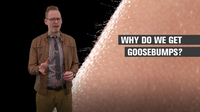 Why Do We Get Goosebumps?