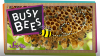 SciShow Kids: Busy Bees