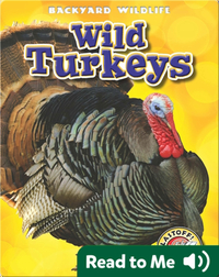 Backyard Wildlife: Wild Turkeys