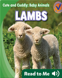 Cute and Cuddly: Lambs