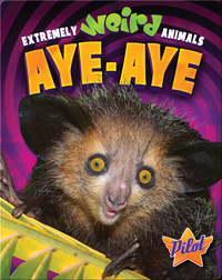 Aye-Aye