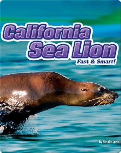 California Sea Lions: Fast & Smart!