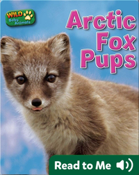 Arctic Fox Pups