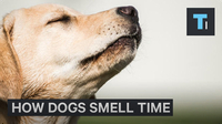 How Dogs Can Tell Time With Their Nose