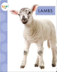 Baby Farm Animals: Lambs