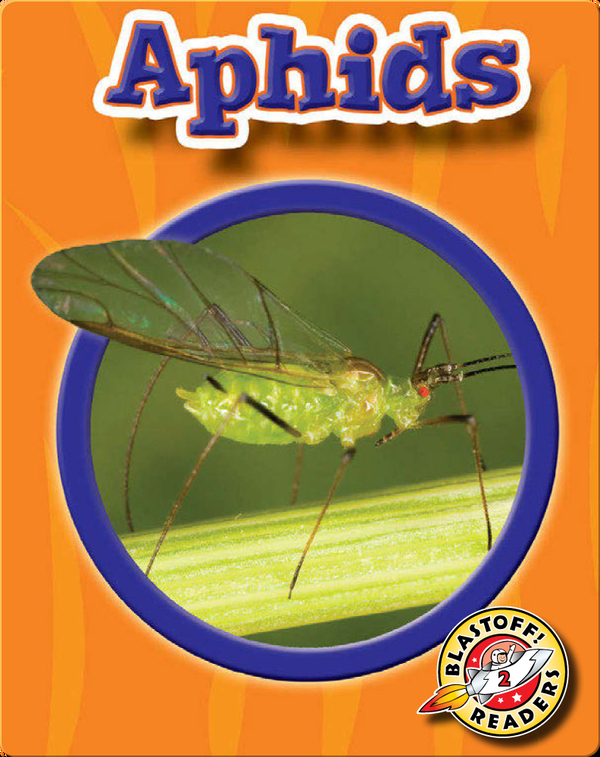 World of Insects: Aphids