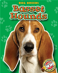 Basset Hounds: Dog Breeds