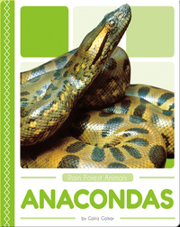 Rain Forest Animals: Anacondas