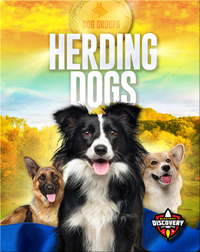 Dog Groups: Herding Dogs