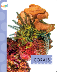 Ocean Animals: Corals
