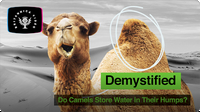 Demystified: Do Camels Store Water in Their Humps