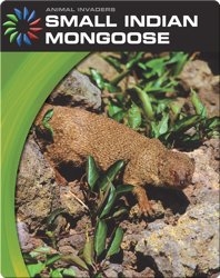 Animal Invaders: Small Indian Mongoose