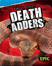 Amazing Snakes! Death Adders