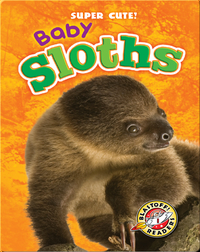 Super Cute! Baby Sloths