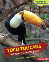 Toco Toucans: Big-Billed Tropical Birds