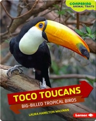 Toco Toucans: Big-Billed Tropical Birds