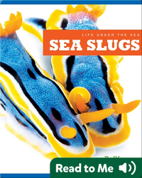 Life Under The Sea: Sea Slugs
