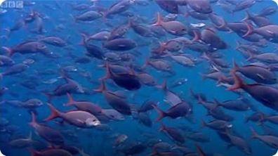 Thousands of sharks visit a sea mount - Blue Planet: A Natural History of the Oceans
