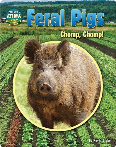Feral Pigs: Chomp, Chomp!