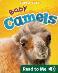 Super Cute! Baby Camels