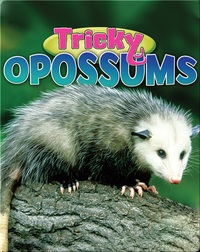 Tricky Opossums