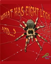 What Has Eight Legs And… ?