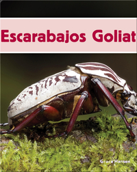 Escarabajos Goliat
