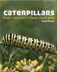 Caterpillars: Find - Identify - Raise Your Own