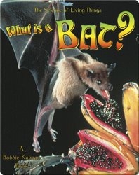 What is a Bat?