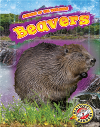 Animals of the Wetlands: Beavers