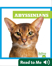 Cat Club: Abyssinians