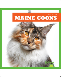 Cat Club: Maine Coon