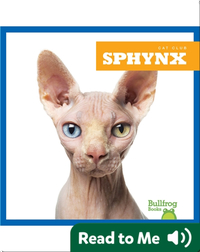Cat Club: Sphynx