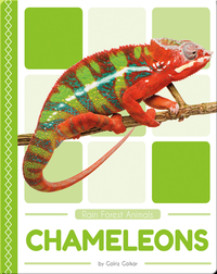 Rain Forest Animals: Chameleons