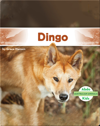 Australian Animals: Dingo