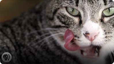 Why Does Your Cat's Tongue Feel Like Sandpaper?