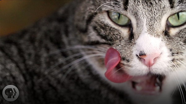 Why Does Your Cat's Tongue Feel Like Sandpaper?