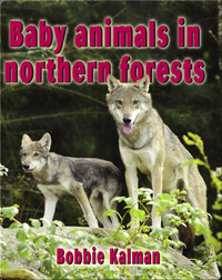 Baby Animals in Northern Forests