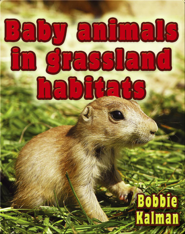 Baby Animals in Grassland Habitats