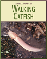 Animal Invaders: Walking Catfish