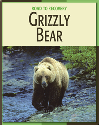 Road To Recovery: Grizzly Bear