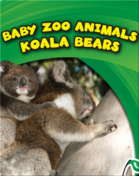 Baby Zoo Animals: Koala Bears