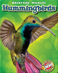 Backyard Wildlife: Hummingbirds